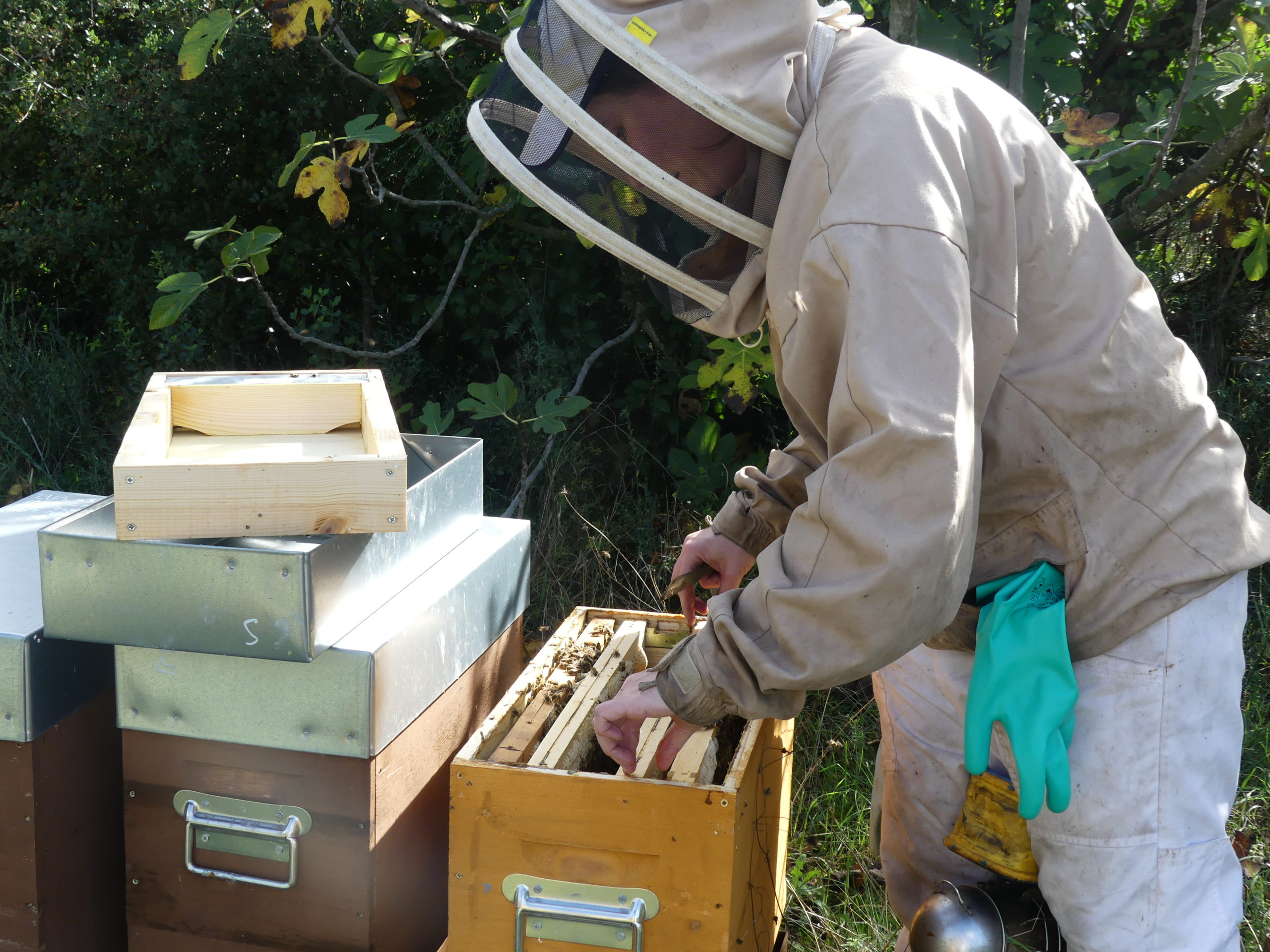 Visitre d'une ruche par l'apicultrice