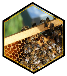 L'élevage de reines de Maison Bee