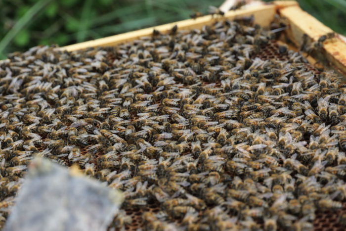 Cadre avec abeilles