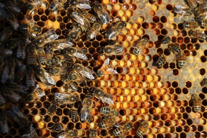 Abeilles Buckfast sur cadres de pollen