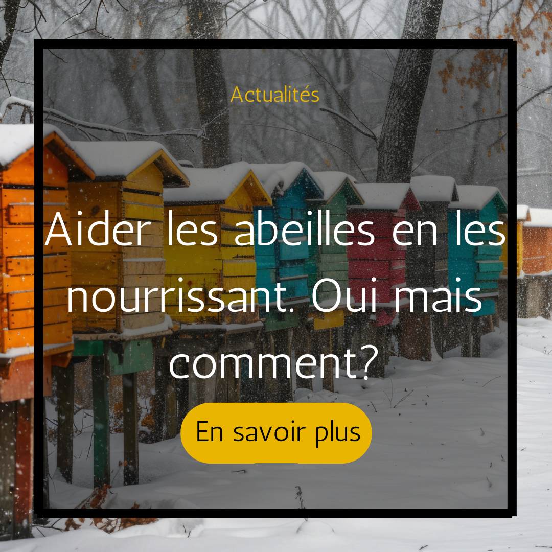 vignette article ruche hiver